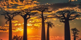 Популярные туристические направления в Африку* Африка