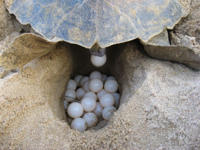 Ras Al Jinz, Oman